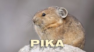 Pika sound [upl. by Devina]