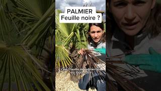 Tutorial tailler un palmier  tutorial palmier taille palmeiras jardin arbre tree plant [upl. by Elletsirk513]