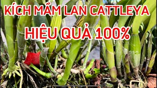 Kích mầm cho Lan Cattleya cattleya đại tướng quân0834608769 LAN RỪNG LÂM ĐỒNG [upl. by Hescock422]