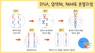 중3 생식과 유전 1강 DNA란￨염색체가 형성되는 이유￨체세포 분열 과정￨👶🏻🧬🧑🏻 [upl. by Nidya]