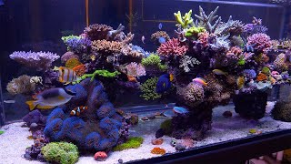 The Best Reef in Australia  Evan Luos Glorious SPS Aquarium [upl. by Adyht]