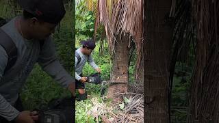 Tebang pohon kelapa yang kena petir jadikan sesuatu🤤 876 KOOKIKO [upl. by Odicalp]