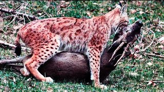 The Eurasian lynx is a deer hunter the size of a tiger Lynx vs wolf fox goat and hare Lynx [upl. by Neimad]