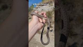 Catching a beautiful Western Terrestrial Garter snake snake herping reptiles [upl. by Elianora]