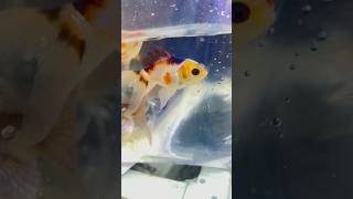 Try color Orenda trycolor sheelafishhouseagra fish fishaquarium goldfish newstock [upl. by Aysan]