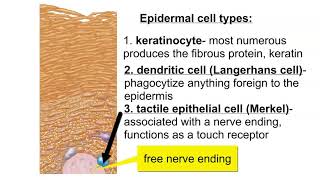 Cells of the Epidermis [upl. by Annodam]