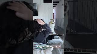 Adorable Toddler Sings Happy Birthday To Talking Husky [upl. by Sehguh138]