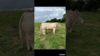 Charolais Cattle [upl. by Fredie]