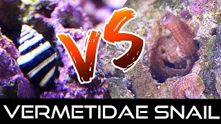 My attempted Eradication of Vermetidae snails FAILS [upl. by Nadabas]