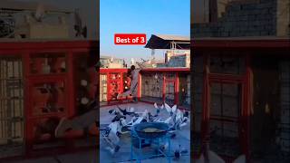 3 pigeons Trap  kabutar bazi shorts pigeon viral [upl. by Hadria343]