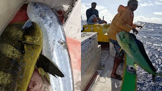 CHASSE aux MAHIMAHI à TAHITI [upl. by Erdnaek735]