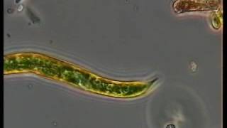 EUGLENA [upl. by Ahseret]