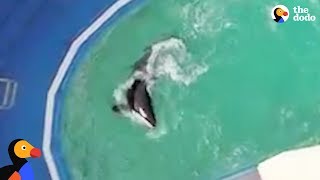 Worlds Loneliest Orca People Are Trying to Send Captive Orca To Seaside Sanctuary  The Dodo [upl. by Eve]