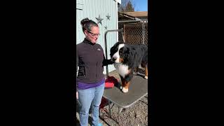 Dog Grooming Lesson How to trim your dogs ears Bernese Mountain Dog [upl. by Sahc98]