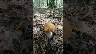 Boletus reticulatusaestivalis Oktober 21st shorts new nature forest trending viral mushroom [upl. by Aneehsat]