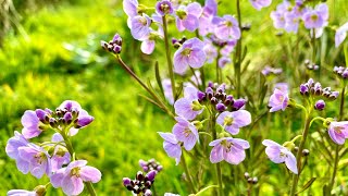 Cuckoo Flower  Why Are They Good for Wildlife [upl. by Ellenej]