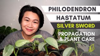 How to Propagate Philodendron Hastatum Silver Sword  Propagation amp Plant Care [upl. by Ingles904]