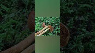 Cortinarius rubellus Deadly Webcap พิษร้ายแรงเห็ด ทำให้ไตวาย ซึ่งมักจะไม่สามารถรักษาให้หายได้ [upl. by Einobe444]