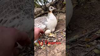 peacock egg vjtaurus eggy video birds peacock reels shortvideo youtubeshorts song shorts [upl. by Soisanahta]