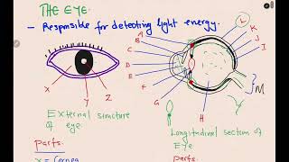 BIOLOGY THE SENSE ORGANS  THE EYE SUMMARISED [upl. by Mukund]