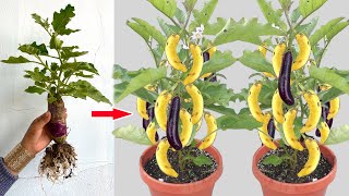 🌿Amazing 🪴Growing Eggplant Using Banana With Eggs  How to grow tree at hom With Quick And Easy [upl. by Aihppa]