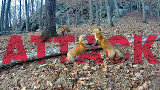 The Story of a Fox FIGHT at Wineberry Wild [upl. by Devondra237]