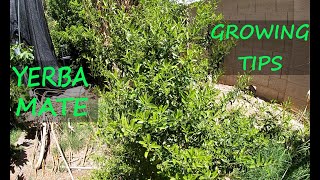 Grow Your Own Source of Caffeine  Growing Yerba Mate [upl. by Ahsinyar]