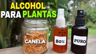 ✽ ALCOHOL DE CANELA ➤ 80 vs Puro  Cicatrizante de PLANTAS [upl. by Frederick560]