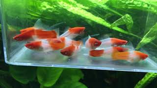 Some types of swordtail fish [upl. by Tolmach]