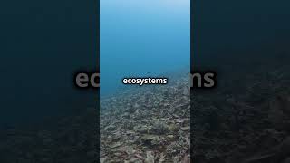 Overfishing  A Crisis Beneath the Waves earthimpact365 facts climaterisk environmentalimpact [upl. by Kendell96]