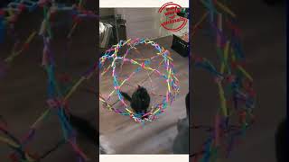 Le Pauvre Chat Une Situation Inattendue  🐾cat cute vidéodrôle chat chaton shorts [upl. by Isteb923]