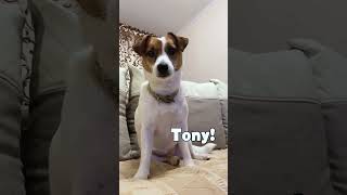 What Is Your Name  Tony Ezekiel  Funny Dogs Video shorts [upl. by Annoyek281]