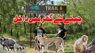 Leopard in Margalla Hills  Islamabad National Park [upl. by Ewart684]