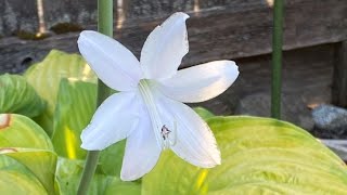 Big amp Fragrant Flowers of Guacamole Hosta July 18 [upl. by Mera449]