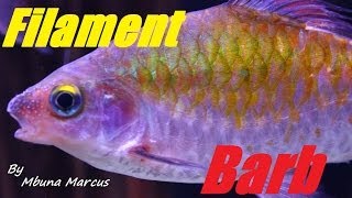 Aquarium Fish  Filament Barb quotPuntius Filamentosusquot Male amp Female [upl. by Anirroc]