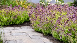 Origanum Drops of Jupiter  Walters Gardens [upl. by Ash635]