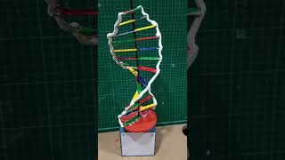 DNA model diy schoolproject science sciencetricks [upl. by Hilda]