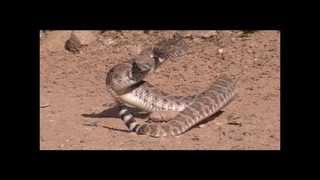 Western Diamondbacked Rattlesnake Sounds [upl. by Cesya]