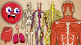 The Human Body  KLT Anatomy [upl. by Rogerio625]