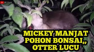 Malam hari Mickey otter yang sangat lucu manjat pohon bonsai [upl. by Mavilia940]