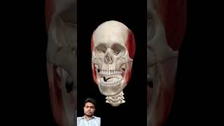 neet skeletal skeletalsystem animation doctor anatomy humananatomy humanbody [upl. by Anirpas]