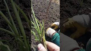 Onion 🧅🧅 seeding nature onion organic seed culture himachal bharat [upl. by Rovelli358]