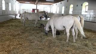 Lipizzaner Riding School Austria [upl. by Wharton]