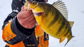 Ice Fishing JUMBO Perch in a BLIZZARD [upl. by Geithner418]