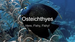 Osteichthyes an introduction to the ClassCCCS Biology 30 [upl. by Hannavas]