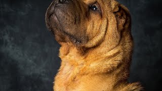 Getting to Know the Chinese SharPei Characteristics Colors and More [upl. by Yrelbmik]