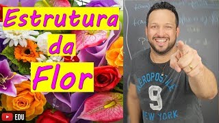 Estrutura da Flor  Angiospermas  Biologia com o Tubarão [upl. by Oijile]