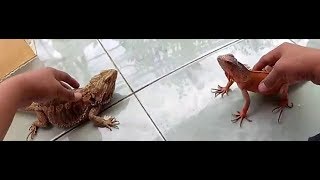 Bearded Dragon vs Iguana [upl. by Karilynn]