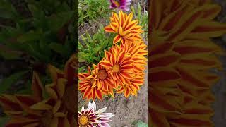 Amazing 😍 Treasure Flower Gazania Ornamental Plants flowers teasure FG lower [upl. by Petrie]