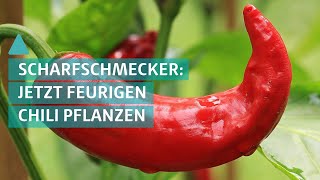 Garten freunde  Feurigen Chili selbst anpflanzen [upl. by Alfreda440]